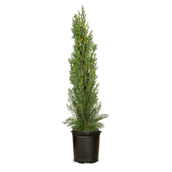 FLOWERWOOD 2.5 qt. Italian Cypress (Cupressus Sempervirens) Live Evergreen Tree, Narrow Columnar Growth