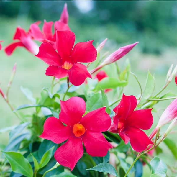 DIRECT GARDENING Red Riding Hood Mandevilla Vine Tropical Flowering Starter Plant (1-Pack)