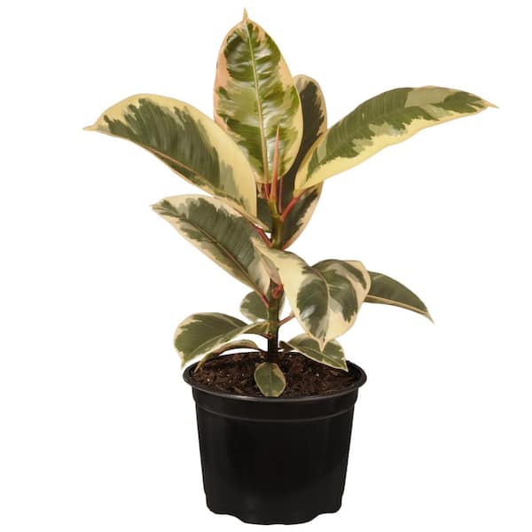 United Nursery 14 in. Tall to 21 in. Tall Ficus Elastica Tineke Live Rubber Plant Indoor Houseplant in 6 in. Grower Pot