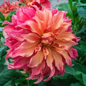 Belle of Barmera Dinner Plate Dahlia Dormant Flowering Bare Root Bulbs (5-Pack)