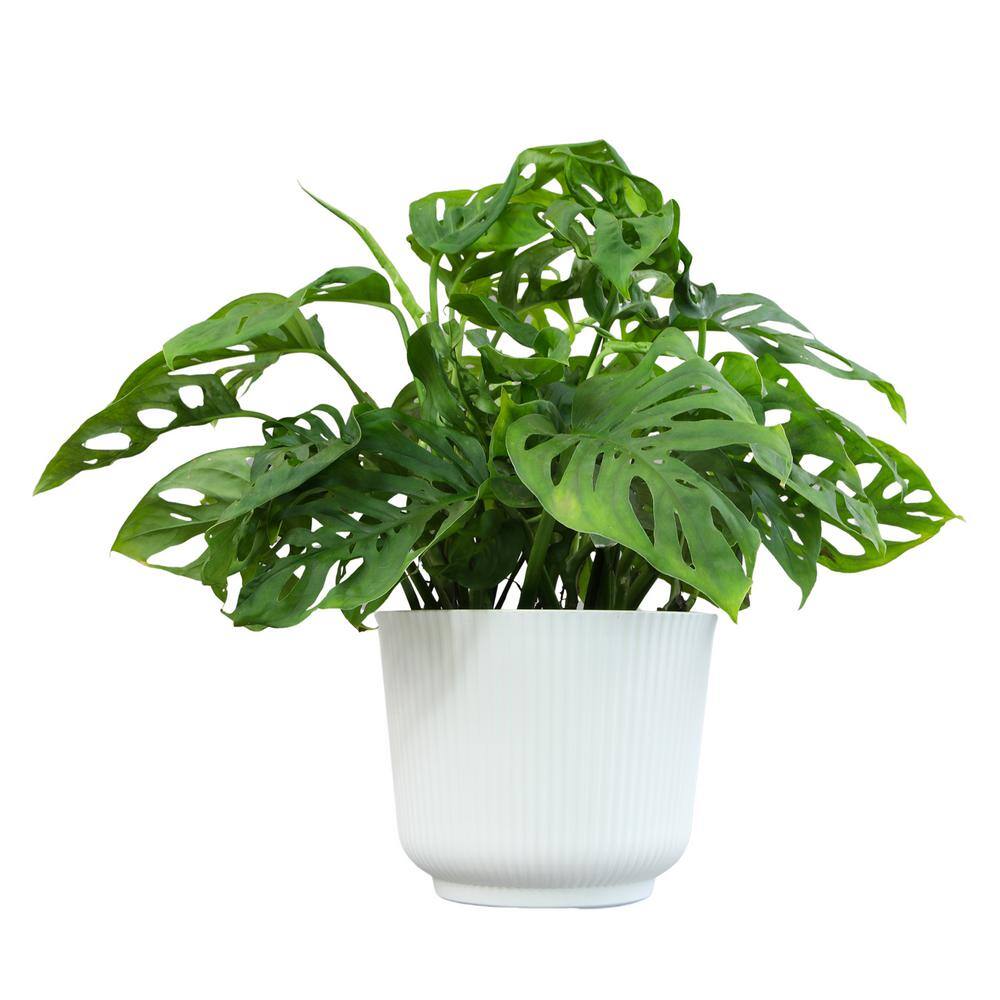 Large Monstera Adansonii in White Planter