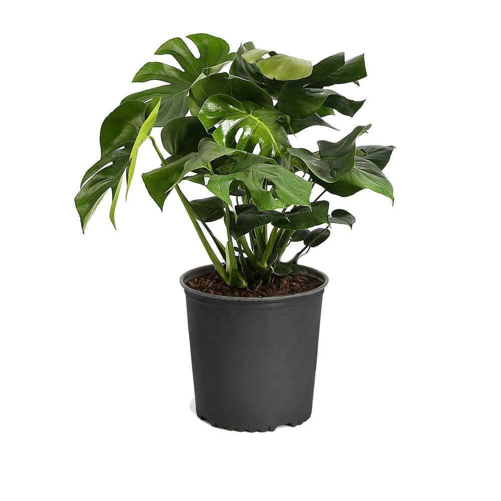 Brighter Blooms Swiss Cheese Plant (Monstera Deliciosa) in 3 Gal