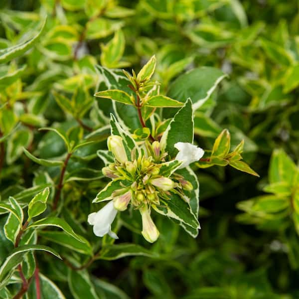 2 Gal. Suntastic Radiance Abelia With Petite White Blooms, Live Semi-Evergreen Shrub Plant