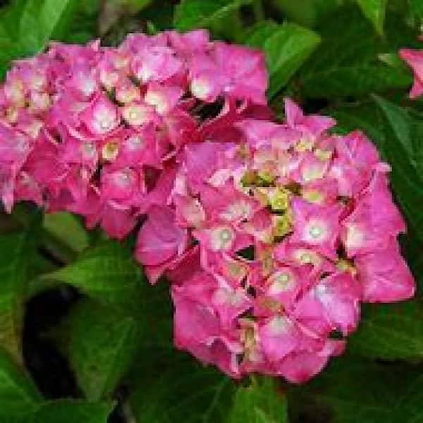 BELL NURSERY 3 Gal. Glowing Embers Hydrangea (Hydrangea macrophylla) Live Flowering Shrub with Dark Pink Flowers