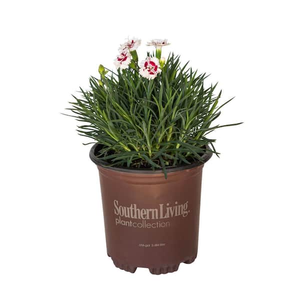 SOUTHERN LIVING 2.5 Qt. Coconut Surprise Dianthus - Perennial Plant Featuring White Flowers with Burgundy Centers