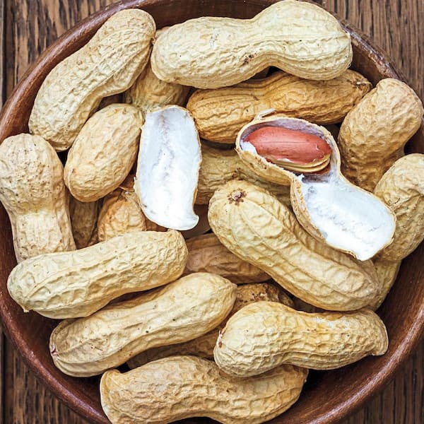 Gurney's 1 lb. Bag, Bailey II Virginia Peanut Dormant Vegetable Seeds