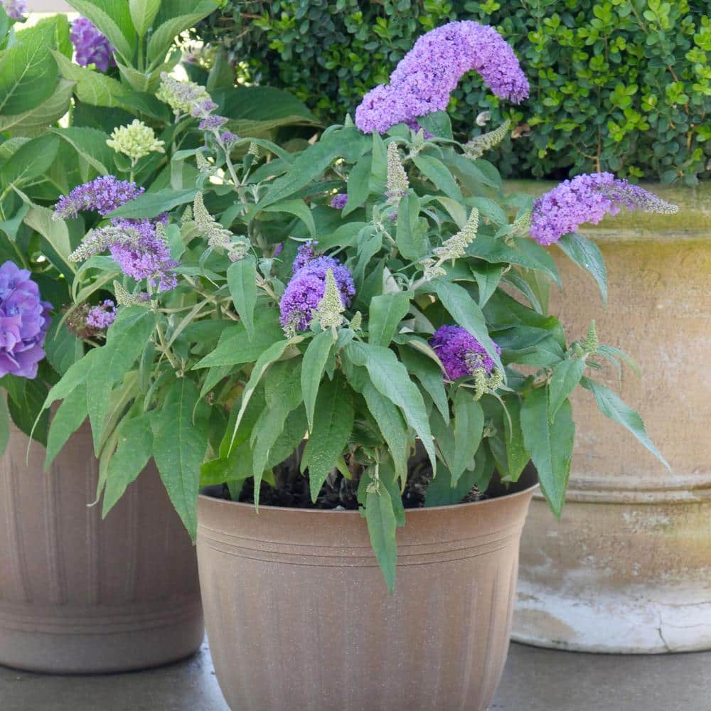 Compact Pugster Amethyst Buddleia 2-Gal Purple Butterfly Bush