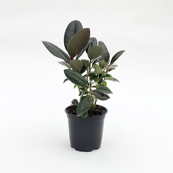 Wekiva Foliage Rubber Plant-Live Plant in a 4 in. Pot-Ficus Elastica Burgundy-Easy Care Air Purifying Indoor Houseplant