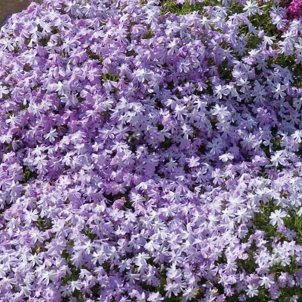 METROLINA GREENHOUSES #5 1 Qt. Early Spring Lavender Creeping Phlox Plant