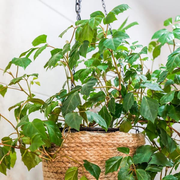 national PLANT NETWORK 6 in. Cissus Rhombifolia Grape Leaf Plant in Grower  Container HD2398 - The Home Depot
