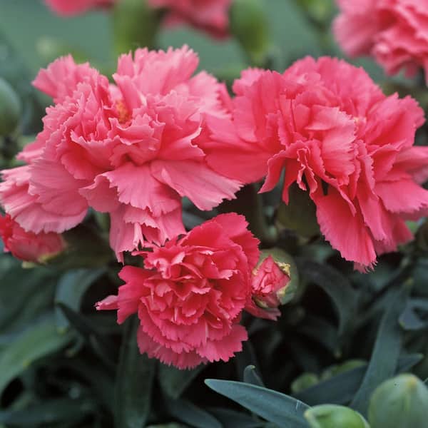 BELL NURSERY 1 Gal. Pink Dianthus Plant