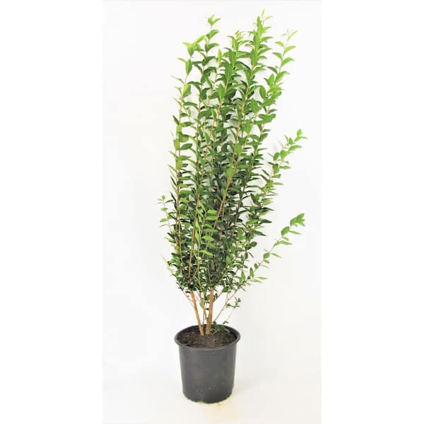 3 Gal. California Privet (Ligustrum) Flowering Live Shrub with White Flowers