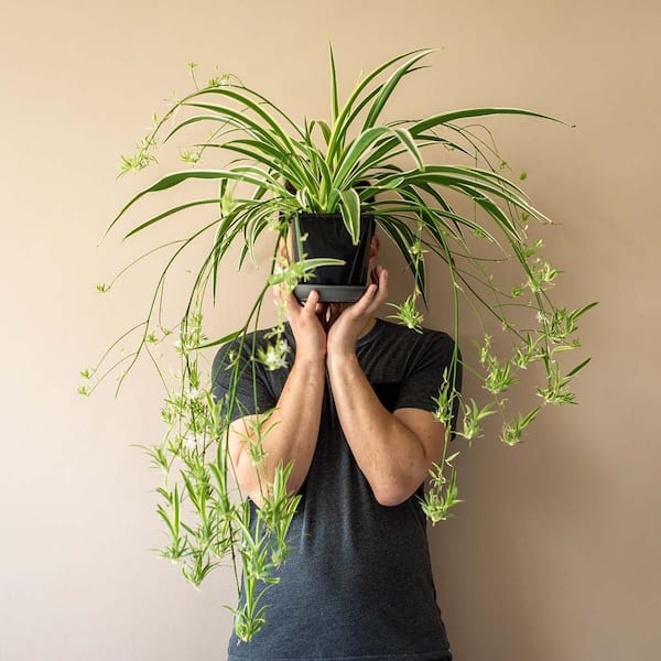 spider plant flower