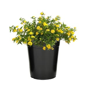 Lantana New Gold Outdoor Plant in 2.5 qt. Grower Pot