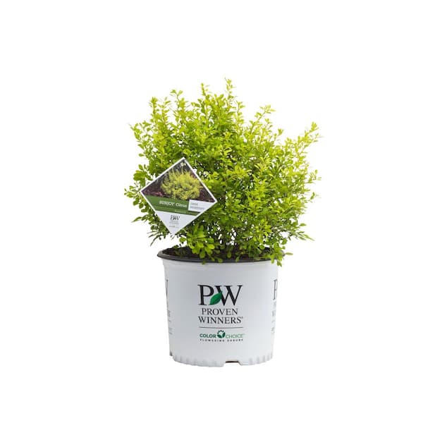 PROVEN WINNERS 2 Gal. Barberry Citrus Plant with Yellow Blossoms in ...