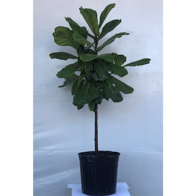 Fiddle Leaf Fig Indoor Plants Garden Center The Home Depot