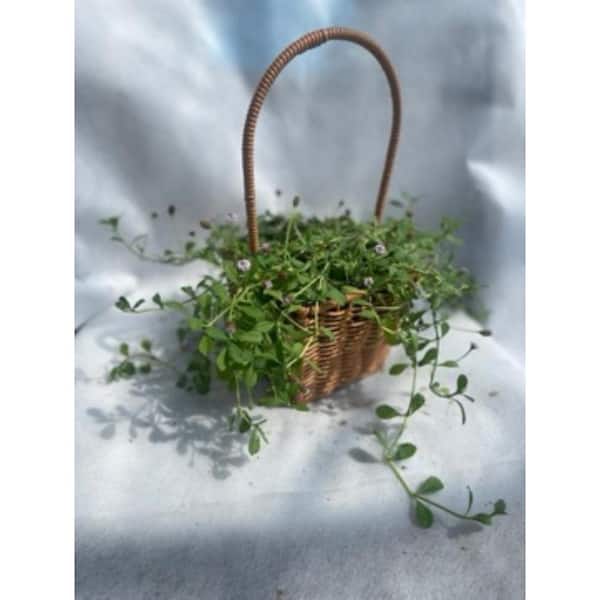 Unbranded - Live Rooted Spreading Plant Flowers Phyla nodiflora