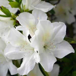 2.25 Gal. Azalea Irish Creme Flowering Shrub with White Blooms