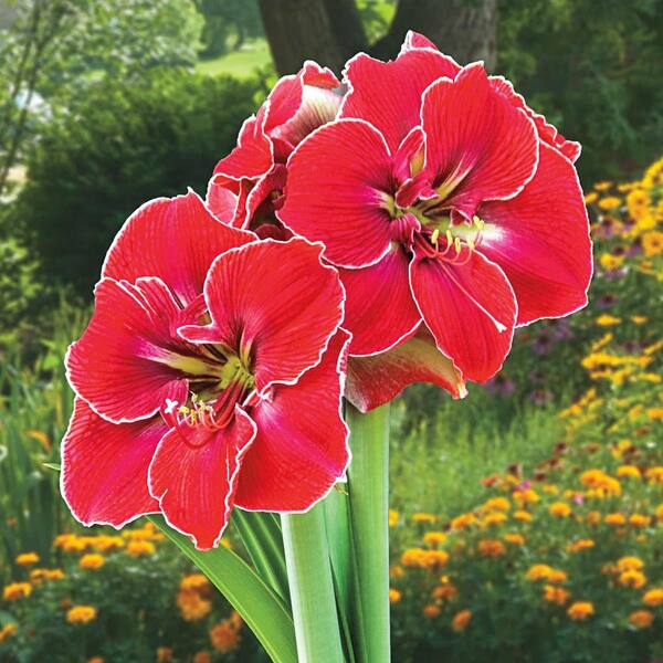 Breck's Magical Touch Amaryllis (Hippeastrum) Bulb (1Pack) 89618 The