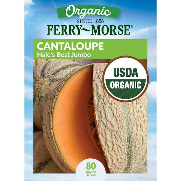 Organic Cantaloupe Hale's Best Jumbo Fruit Seeds