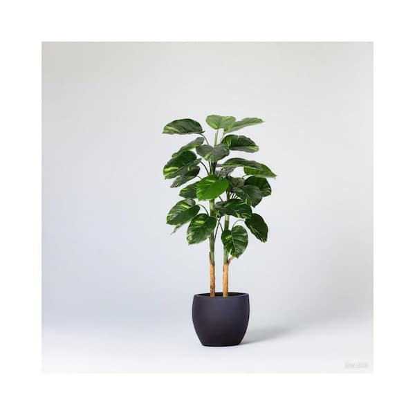 croton plants Croton Mammy main image 1