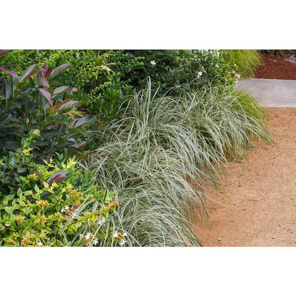 SOUTHERN LIVING 2.5 Qt. Evercolor Everest Carex (Sedge Grass) Live