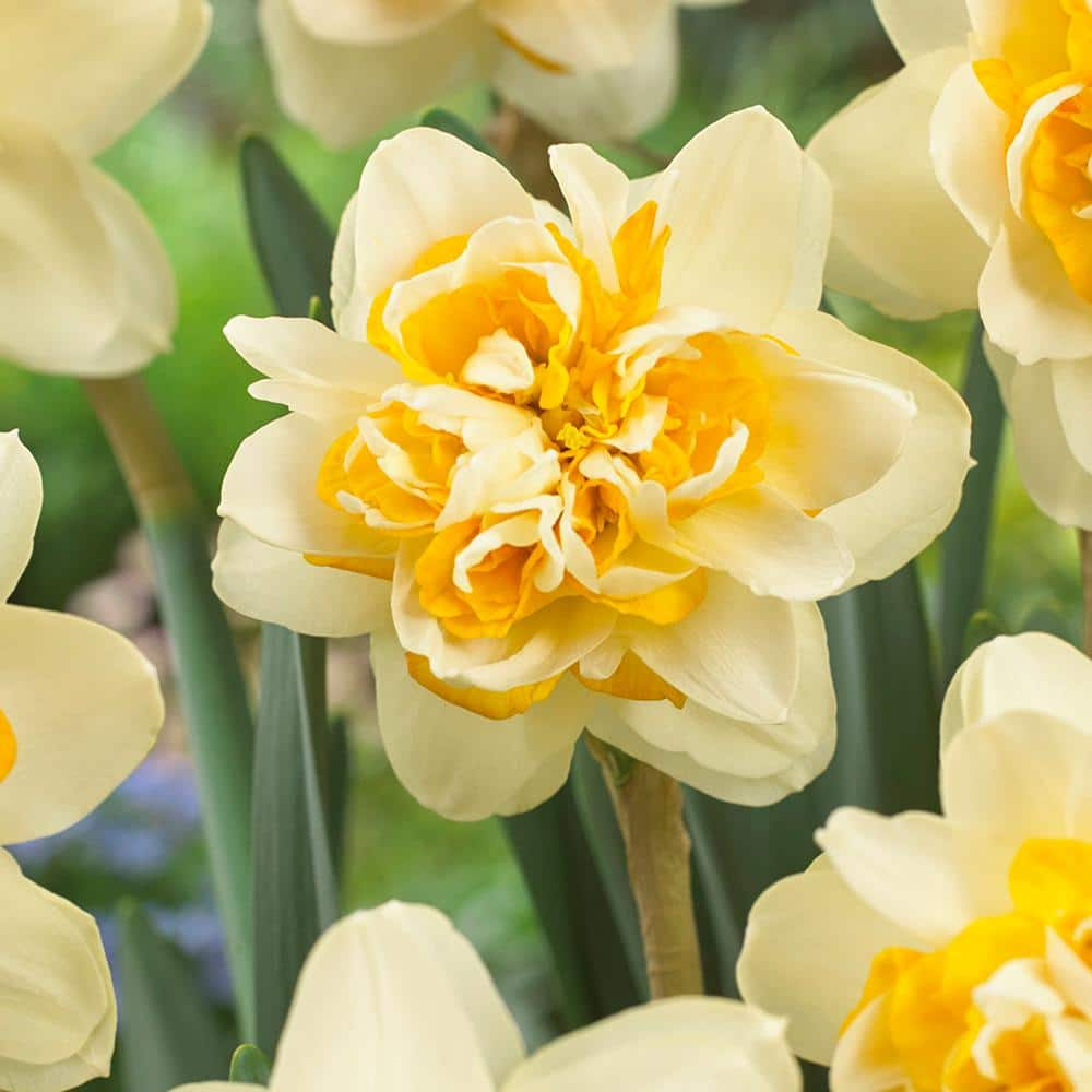 VAN ZYVERDEN Daffodils Bulbs Peach Cobbler (Set of 12) 87034 - The Home ...