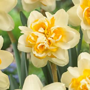 Daffodils Bulbs Peach Cobbler (Set of 12)