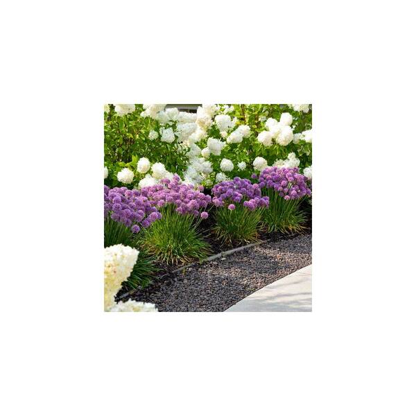 METROLINA GREENHOUSES 2.5 qt. Proven Winners Allium Serendipity