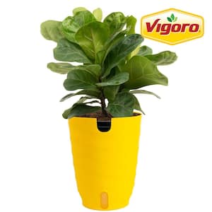 variegated fiddle leaf fig Ficus Lyrata Variegated 'Fiddle Leaf Fig'  Prop & Grow Plant Shop