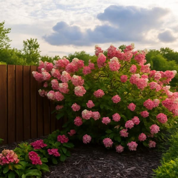 Alder & Oak #3 Hydrangea p. Berry White FE white and pink flowers