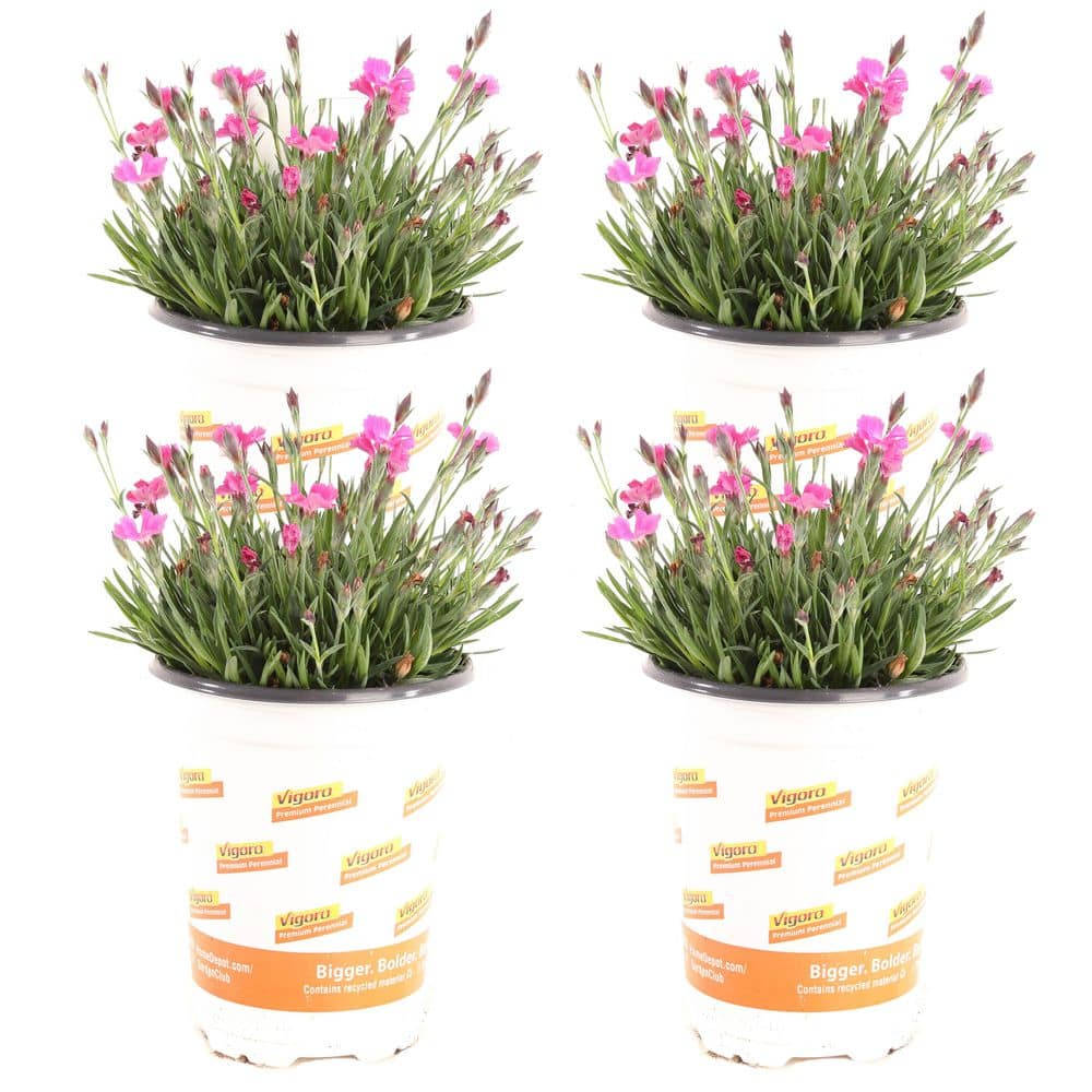 Vigoro 1 qt. Kahori Dianthus Perennial Plant (4-Pack) DIAKAHSP2