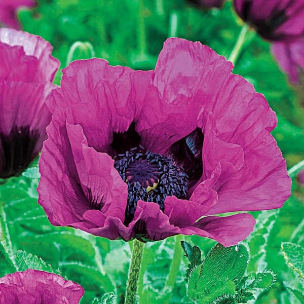 Spring Hill Nurseries Patty's Plum Oriental Poppy, Live Bareroot Perennial Plant with Purple Flowers (1-Pack)