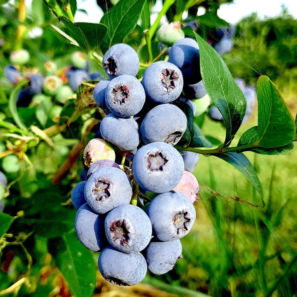 Get Paradise Jumbo Blue Blueberries Delivered