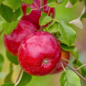 Triumph Reachables Dwarf Apple Dormant Bare Root Starter Fruit Tree (1-Pack)