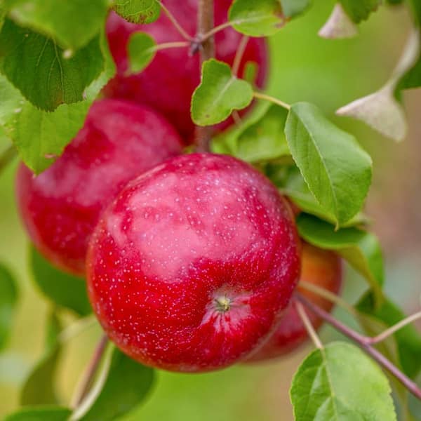 Gurney's Triumph Reachables Dwarf Apple Dormant Bare Root Starter Fruit Tree (1-Pack)