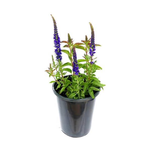 Unbranded 2.5 Qt. Perennial Salvia nemorosa Blue (1-Pack)