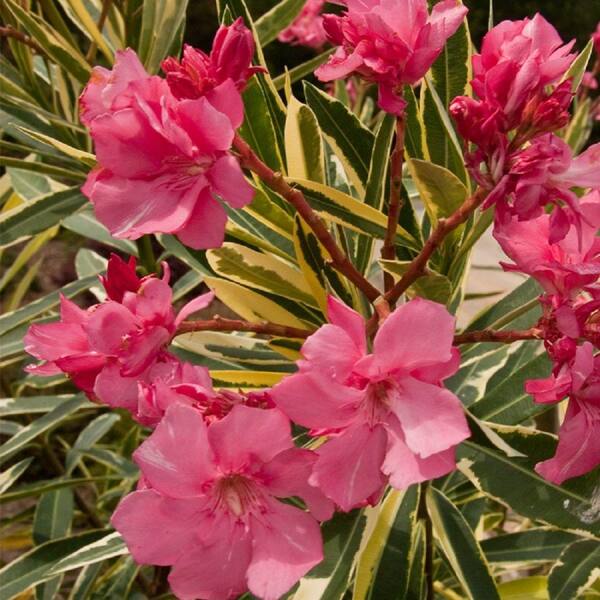 SOUTHERN LIVING 2 Gal. Twist of Pink Oleander, Evergreen Shrub, Green and  White Variegated Foliage, Pink Blooms 43502 - The Home Depot