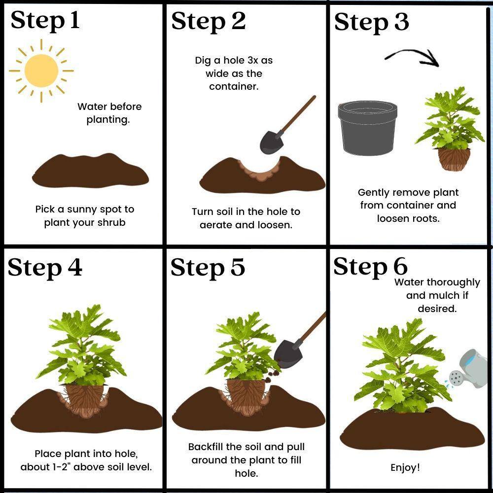 Mission Black Fig 1-Gallon Self-Fertile Fruit Tree