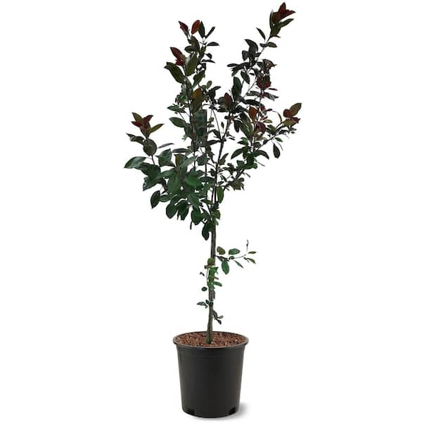 Unbranded 5 Gal. Indian Summer Pink Flowering Deciduous Crabapple Tree