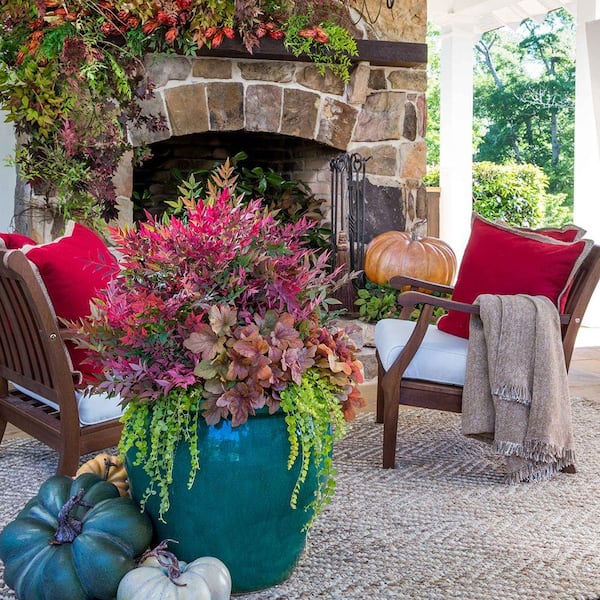 SOUTHERN LIVING 2.5 Qt. Obsession Nandina, Live Evergreen Shrub