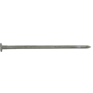 8 in. Hot Galvanized Spike Nail 50 lbs. Box