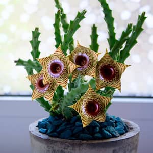 Huernia zebrinajk 'Little Owl'