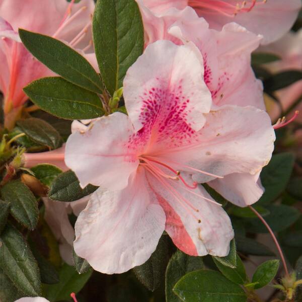 ENCORE AZALEA 1 Gal. Autumn Chiffon Azalea Shrub with Bi