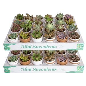 2 in. Mini Succulents Plants in Ceramic and Tray (48-Pack)
