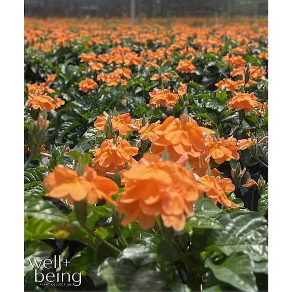NATURE'S WAY FARMS 1.72 Gal. Crossandra Acanthaceae Flowering Plant with  Orange Flowers in Grower Pot (1-Pack) 3420 - The Home Depot
