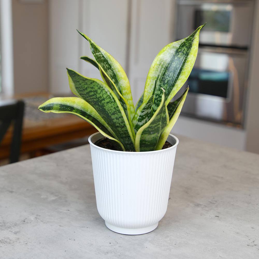 Large Sansevieria Snake Plant in White Planter