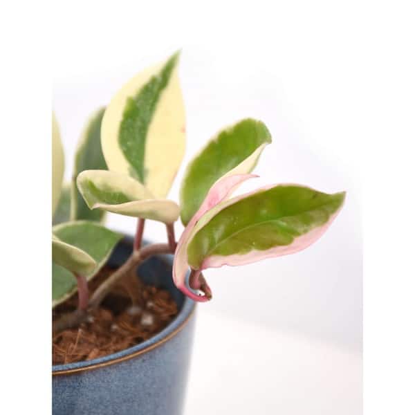 Wekiva Foliage Hoya Albo Carnosa - Live Plant in a 4 in. Pot - Hoya Carnosa 'Albo - Indoor Houseplant with Stunning White Variegation