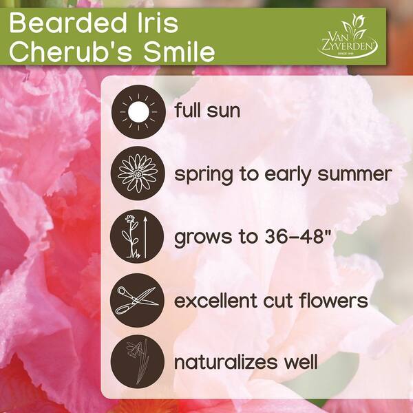 VAN ZYVERDEN Bearded Iris Cherub's Smile Pink Iris germanica