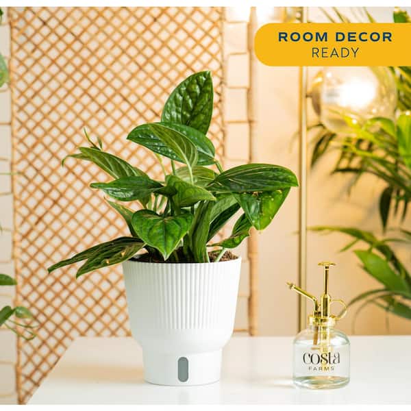 Trending Tropical Monstera Peru Indoor Plant in 6 in. Self-Watering Pot, Avg. Shipping Height 1-2 ft. Tall